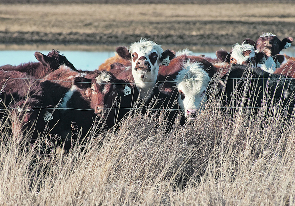 The Kansas Department of Health and Environment knew of at least 2,000 cattle deaths due to high temperatures and humidity as of Tuesday, spokesperson Matthew Lara said. | File photo