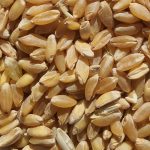 The decrease in the EU's durum crop this season was due to high costs of production, price uncertainty and a one-month delay in planting in major producing regions. | Mike Raine photo