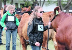 Morgan Knull of Armena 4-H Beef club stays calm in the show ring during the steer class. | Mary MacArthur photo