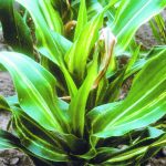 Stewart’s wilt, also known as P. stewartii, makes corn serve it dinner before attacking it. | J.K. Pataky/University of Illinois at Urbana-Champaign photo