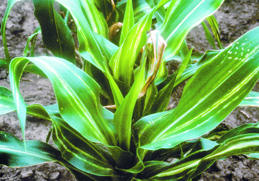 Stewart’s wilt, also known as P. stewartii, makes corn serve it dinner before attacking it.  |  J.K. Pataky/University of Illinois at Urbana-Champaign photo