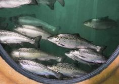 AquaBounty’s genetically engineered salmon, seen here at the company’s facility in Albany, Indiana, faced a decades-long road from development to approval, which yields lessons for other food product innovations.  |  AquaBounty photo