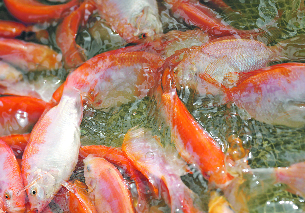 Rex Newkirk, director of the Canadian Feed Research Centre in North Battleford, says with Canada’s relatively small population and large commodity output, he sees aquaculture feed formulations as a large area of opportunity. | Reuters photo