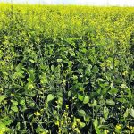 Canola finds success in soybean markets, and maybe in the field too. | Thom Weir photo