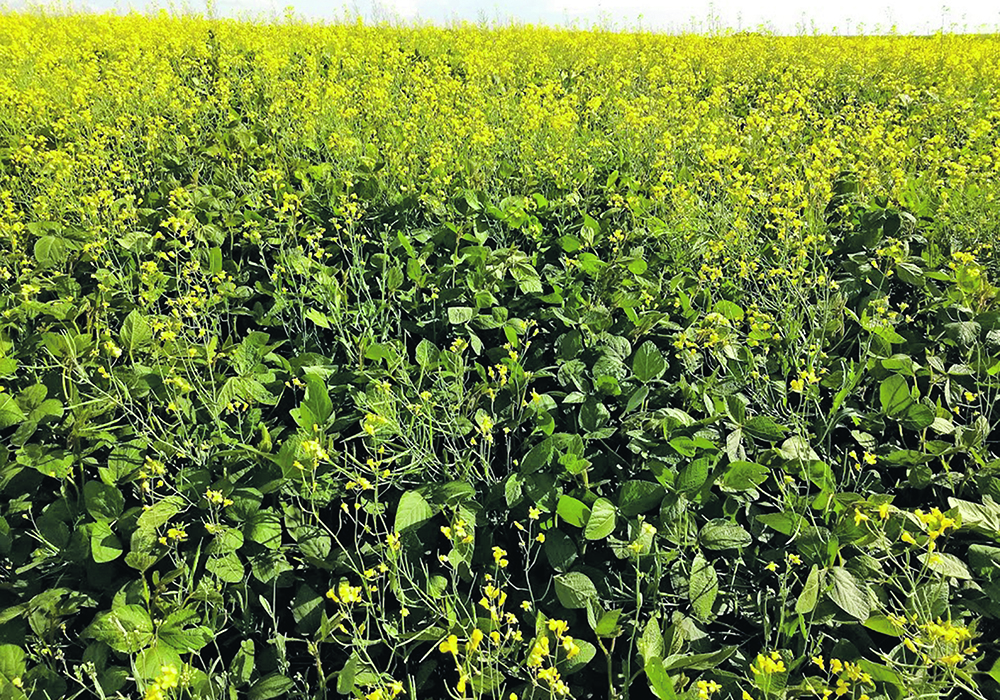Canola finds success in soybean markets, and maybe in the field too.  |  Thom Weir photo