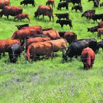 Research at the University of Saskatchewan suggests producers need to have a better understanding of their costs of production. | Karen Briere photo