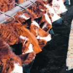 Among the projects, the University of Lethbridge will receive $652,000 to conduct sequencing and bioinformatics analysis of bovine respiratory disease pathogens in beef cattle. | Alex McCuaig photo