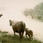 Disaster assistance funding to help livestock producers who lost cattle during heavy April snow storms was improved a week after the SSGA meeting. | File photo