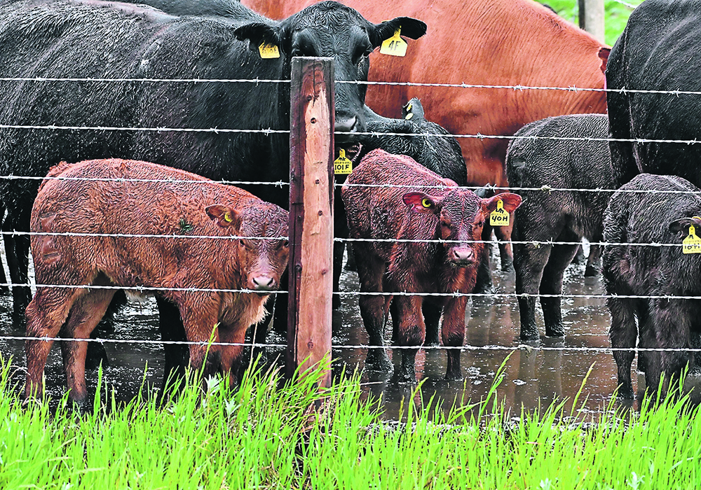 Wet cows and calves gather in the corner of a pasture on the Earl-Mason Ranch southwest of High River, Alberta last week.  |  Mike Sturk photo.