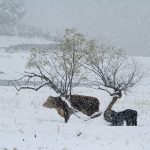 The province had said livestock producers who lost animals in heavy April snow storms would be eligible under the Provincial Disaster Assistance Program if the rural municipalities in which they lived declared disasters. | Getty Images