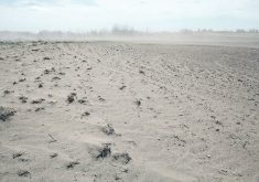 “Right now, it’s all about drought,” NCBA chief executive officer Colin Woodall said at the recent Saskatchewan Stock Growers Association annual meeting. “Unfortunately, it looks like it’s going to be all about drought for some time to come.” | File photo