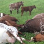 11 cows and a bull died in a lightning strike on a farm near Alberta Beach, Alta., early Sunday morning. | Wayne Zolmer photo
