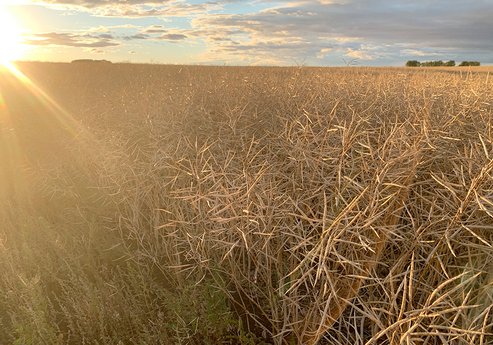 Good weather conditions in Western Canada, with the notable exception of the water-logged regions of Manitoba and eastern Saskatchewan, likely got the ball rolling. | File photo