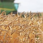 Wheat is being dragged down by growing concerns over a global economic downturn, while an improved outlook for U.S. crops has also added pressure. | File photo
