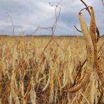 Dennis Lange, provincial pulse crop specialist with Manitoba Agriculture, was initially forecasting about 125,000 acres of the crop, down from last year's 175,000 acres. He now thinks it will be closer to 100,000 to 110,000 acres as growers switched to other crops due to the wet conditions. | Screencap via manitobapulse.ca
