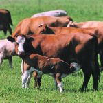 Surveys have shown that less than 20 percent of cow-calf producers use implants in their suckling calves. | File photo