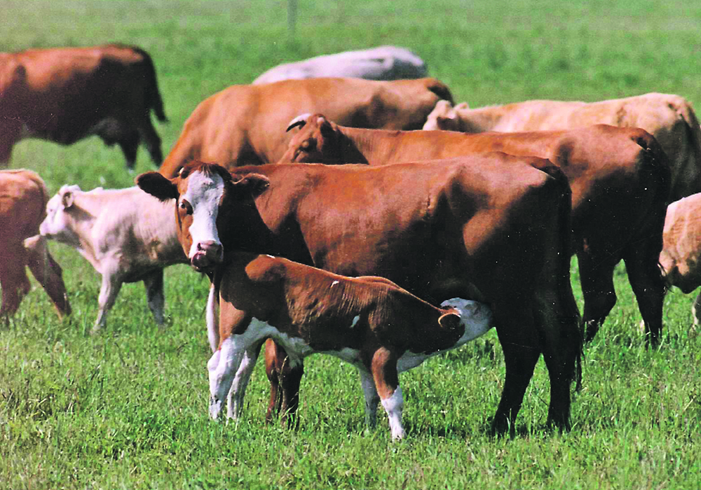 Surveys have shown that less than 20 percent of cow-calf producers use implants in their suckling calves.  |  File photo
