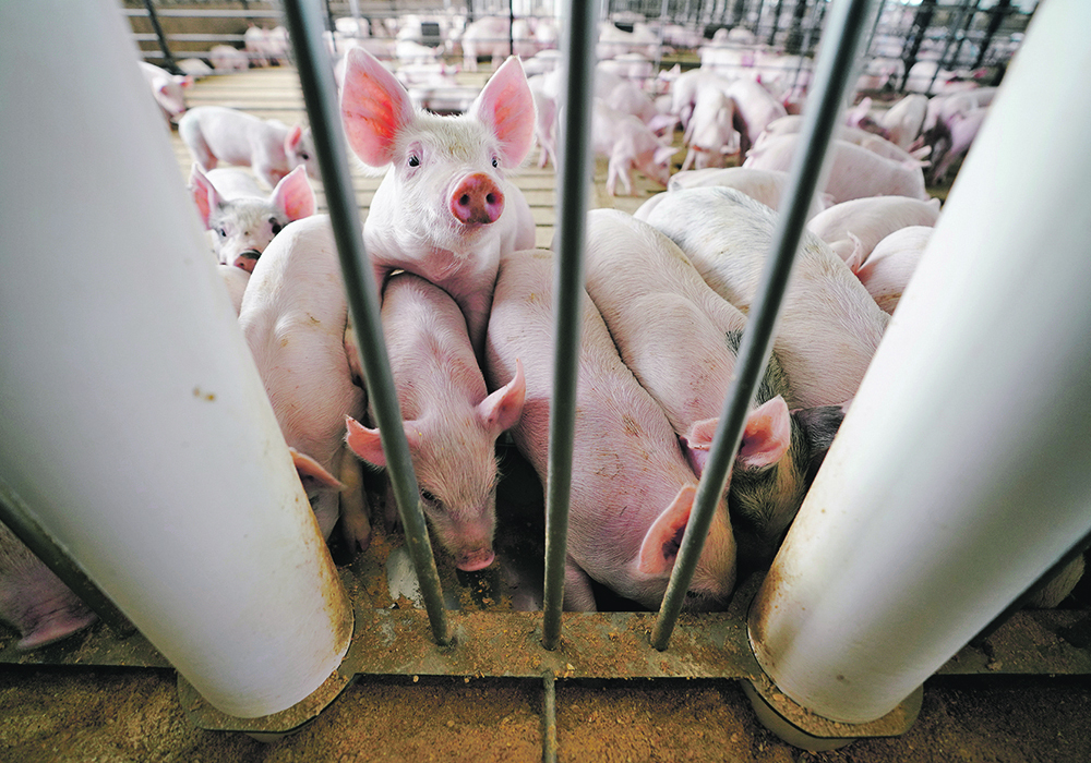 Until recently, not much was known about how pathogens can be indirectly transmitted through animal feed and the speed at which they can spread. | Reuters photo