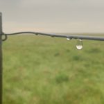 "The rain is going to be a wonderful thing," said Lisa Sulz, regarding the effect the recent precipitation will have on native grasslands. "It might be a little late but it's going to help." | File photo