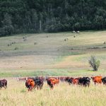 Researchers in Saskatchewan found that heifers offered canola meal during fall grazing gained more weight. | File photo