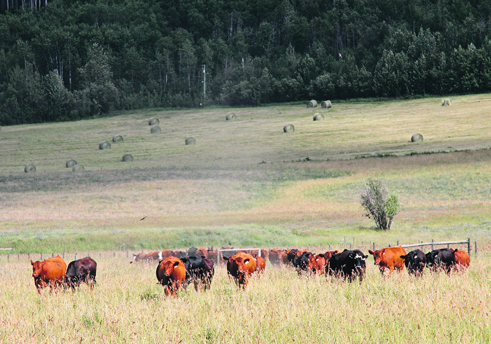 Researchers in Saskatchewan found that heifers offered canola meal during fall grazing gained more weight. |  File photo