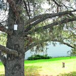 A package of Verbenone is stapled to the north side of a pine tree in Rocky and Candy Cartier’s yard. At the beginning of July, new packages will be stapled to the tree to discourage mountain pine beetles from infesting the tree. | Mary MacArthur photo