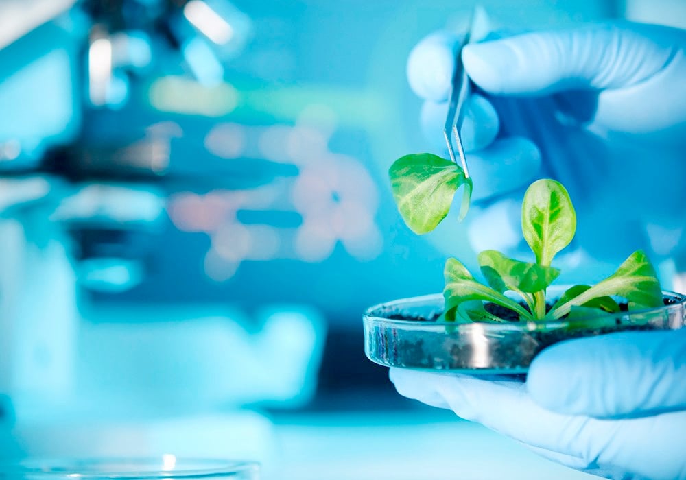 "Genome editing has become very exciting in crop breeding and agriculture," said Caixia Gao of the Institute of Genetics and Developmental Biology at the Chinese Academy of Sciences, during a Gairdner Global Perspectives Panel presentation. | Getty Images