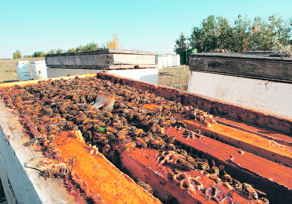 It's estimated that, in Manitoba, as many 57 percent of bee colonies didn’t survive the winter. | File photo
