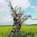 New clubroot strains have been found in more than 300 fields in Alberta.  |  Photo supplied by Stephen Strelkov