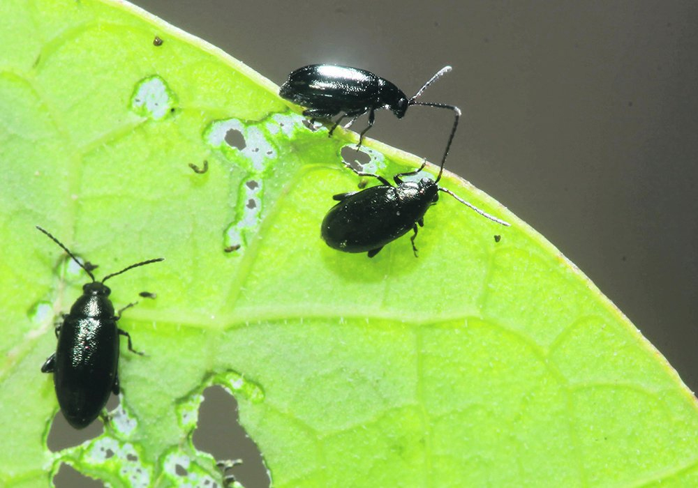 It’s been a horrendous year for flea beetles in many prairie locations. Seed treatments have done little to slow them down and a new record may have been set for how many acres of canola required one or more foliar applications. | File photo
