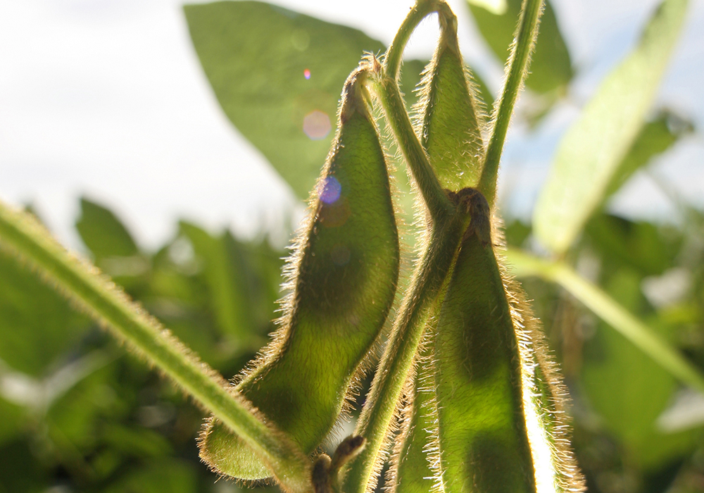 Last week, I attended Soy Canada’s annual meeting in Winnipeg and I came out of that cheery and relieved about the fate of the crop in Western Canada. | File photo