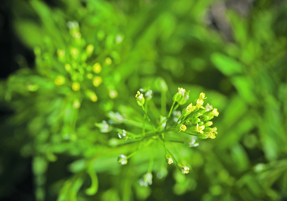 Camelina is suited for renewable diesel because it’s often grown on marginal cropland, requires less fertilizer than other crops and produces oil that has desirable properties for fuel production.  |  File photo