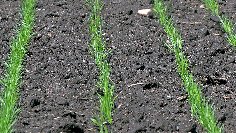 Statistics Canada pegged all-wheat plantings at 25.4 million acres, the most since 2013. | Robin Booker photo
