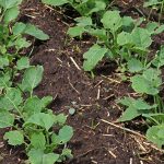 Wheat, corn, lentils, and oat acres are up in Canada this year compared to 2021 levels, while canola, barley, soybeans and dry peas acres are down according to a Statistics Canada survey released on Tuesday. | Robin Booker photo