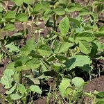 Increased soybean crush capacity in the United States is good news for people in the livestock business. | Robin Booker photo