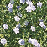 Statistics Canada is forecasting 866,970 acres of flax this year. | File photo