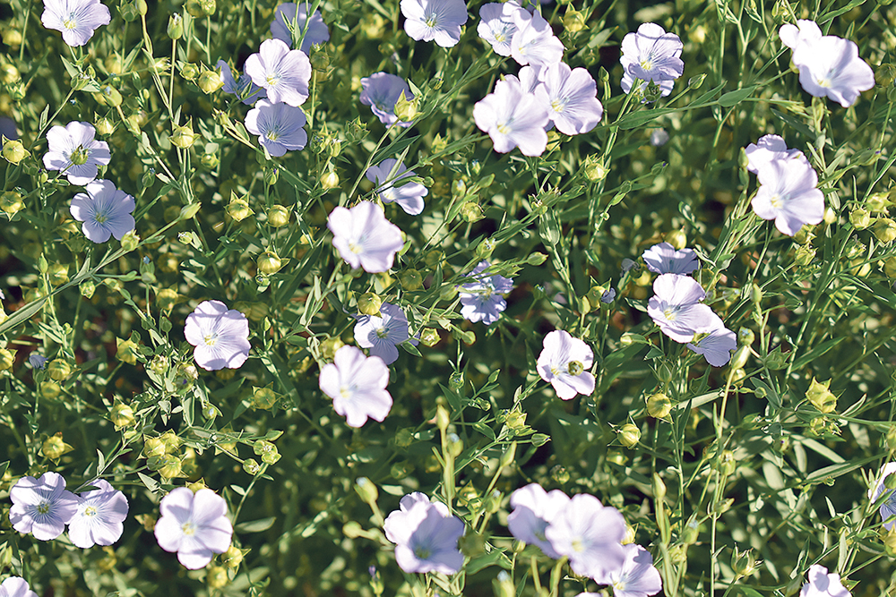 Statistics Canada is forecasting 866,970 acres of flax this year.  |  File photo