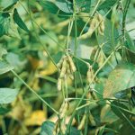 A recent U.S. Department of Agriculture report pegged soybean area in the United States at 88.33 million acres, down from 90.96 million in the March seeding intentions report and lower than the trade’s average forecast of 90.45 million. However, prices continued to fall because markets across the board are in a risk-off mindset. | Reuters/ Dave Kaup photo
