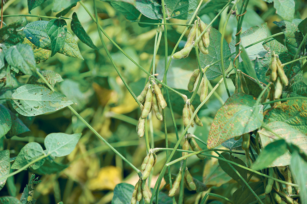 A recent U.S. Department of Agriculture report pegged soybean area in the United States at 88.33 million acres, down from 90.96 million in the March seeding intentions report and lower than the trade’s average forecast of 90.45 million. However, prices continued to fall because markets across the board are in a risk-off mindset.  |  Reuters/ Dave Kaup photo