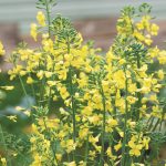 Saskatchewan was projected to seed 345,500 acres of mustard this year, the most since 2018 and nearly 50 percent more than in 2021. | Getty Images