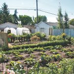The ProdYous app is intended to encourage more gardening and increase food security. | File photo