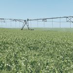 The Saskatchewan government has said in the past that it would prefer direct federal investment in its irrigation expansion project rather than receive a loan from the Canada Infrastructure Bank. | File photo