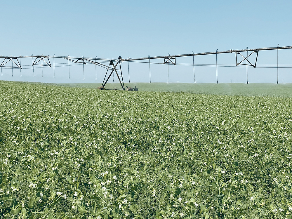 The Saskatchewan government has said in the past that it would prefer direct federal investment in its irrigation expansion project rather than receive a loan from the Canada Infrastructure Bank.  |  File photo