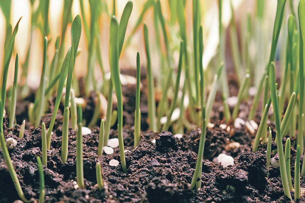 Farmers for Climate Solutions has recommended 18 best management practices to reduce greenhouse gas emissions, including changes in nitrogen management.  |  File photo
