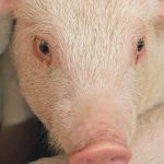 The National Centre for Foreign Animal Disease will be a reference laboratory to deal with African swine fever if the disease appears in Canada’s hog herd. | File photo