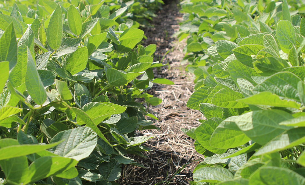 Soybeans have struggled with short seasons, but new varieties requiring 2,400 heat units (HU) are letting farmers relax. | file photo