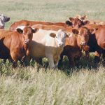 The Saskatchewan Stock Growers Association wants the federal and provincial governments to launch an investigation into the difference between the retail price of beef and what producers are paid for their cattle. | Jeannette Greaves photo