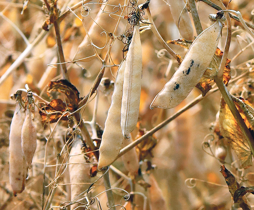 The European Union’s sanctions against Russian peas may open doors for Canadian crop, but Russia is also aggressively marketing its peas in other parts of the world.  |  Robin Booker photo