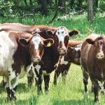 The Canadian Cattlemen’s Association has changed its name to the Canadian Cattle Association. | Jeannette Greaves photo