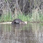 Beavers’ habitat overlaps with that of deer, in which chronic wasting disease is widespread. | File photo